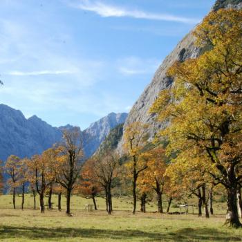 Die Engalm in der Silberregion Karwendel mit Ahornbäumen - (c) TVB Silberregion Karwendel