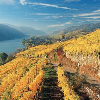 Herbstlich verfärbtes Weinlaub der Riede Achleiten mit Blick auf Weißenkirchen - (c) Rother Bergverlag