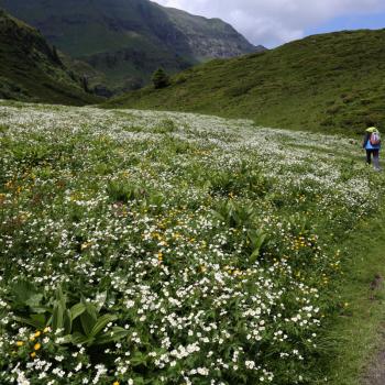 Und auch ein Meer von Blüten begleitet den Wanderer am Mountain-View Trail