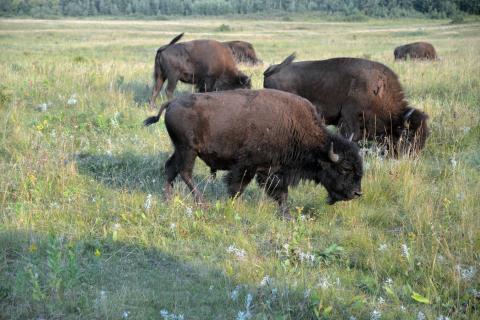Kanadas Ruf der Prärie in Manitoba - Lake Audy-Bisons - (c) Jörg Berghoff