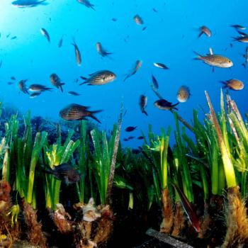 Die Posidonia sorgt für kristallklares Wasser und weiße Strände auf Formentera