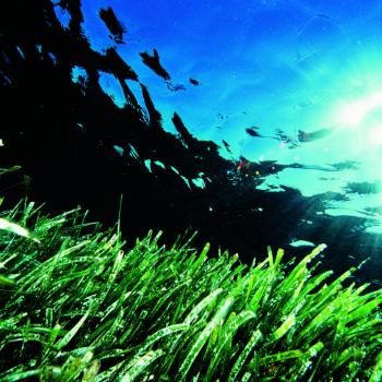 Die Posidonia sorgt für kristallklares Wasser und weiße Strände auf Formentera