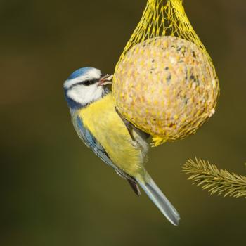 Winterfütterung Blaumeise - (c) Dieter Hopf LBV Bildarchiv