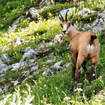 Am Hochschwab in der Hochsteiermark gehören Tierbeobachtung und Pflanzengenuss mit Garantie zum Wandern - (c) Jörg Bornmann