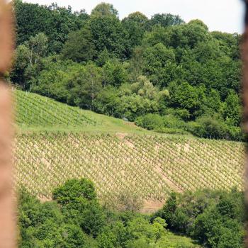 Weinwandern im Lieblichen Taubertal, eine wunderbare Region um zu Fuß vieles über Weinbau und -geschichte zu erfahren - (c) Tourismusverband Liebliches Taubertal / Tom Weller