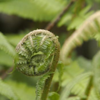 Detailaufnahmen bringen die Dynamik der Natur dem Btrachter oft sehr gut nahe - (c) Jörg Bornmann