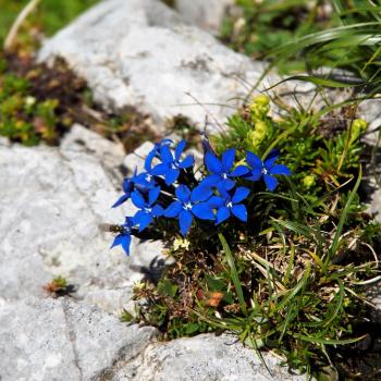 Am Hochschwab in der Hochsteiermark gehören Tierbeobachtung und Pflanzengenuss mit Garantie zum Wandern - (c) Jörg Bornmann