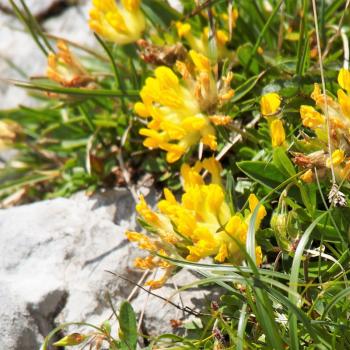 Am Hochschwab in der Hochsteiermark gehören Tierbeobachtung und Pflanzengenuss mit Garantie zum Wandern - (c) Jörg Bornmann