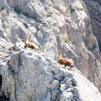 Am Hochschwab in der Hochsteiermark gehören Tierbeobachtung und Pflanzengenuss mit Garantie zum Wandern - (c) Jörg Bornmann