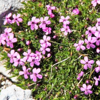 Am Hochschwab in der Hochsteiermark gehören Tierbeobachtung und Pflanzengenuss mit Garantie zum Wandern - (c) Jörg Bornmann