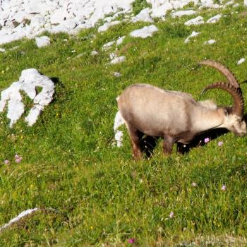 Am Hochschwab in der Hochsteiermark gehören Tierbeobachtung und Pflanzengenuss mit Garantie zum Wandern - (c) Jörg Bornmann