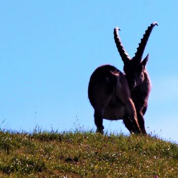 Am Hochschwab in der Hochsteiermark gehören Tierbeobachtung und Pflanzengenuss mit Garantie zum Wandern - (c) Jörg Bornmann