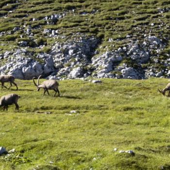 Am Hochschwab in der Hochsteiermark gehören Tierbeobachtung und Pflanzengenuss mit Garantie zum Wandern - (c) Jörg Bornmann