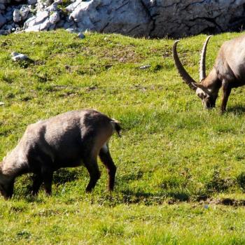 Am Hochschwab in der Hochsteiermark gehören Tierbeobachtung und Pflanzengenuss mit Garantie zum Wandern - (c) Jörg Bornmann