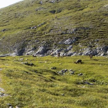 Am Hochschwab in der Hochsteiermark gehören Tierbeobachtung und Pflanzengenuss mit Garantie zum Wandern - (c) Jörg Bornmann