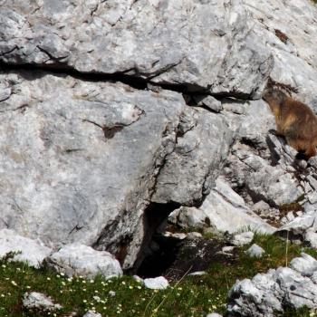 Am Hochschwab in der Hochsteiermark gehören Tierbeobachtung und Pflanzengenuss mit Garantie zum Wandern - (c) Jörg Bornmann