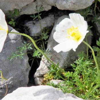 Am Hochschwab in der Hochsteiermark gehören Tierbeobachtung und Pflanzengenuss mit Garantie zum Wandern - (c) Jörg Bornmann