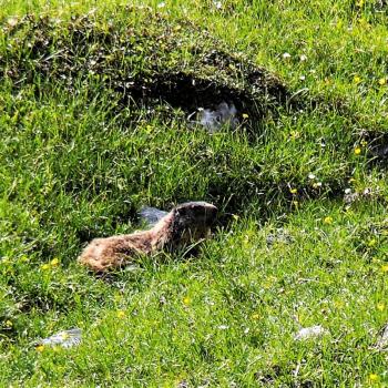 Am Hochschwab in der Hochsteiermark gehören Tierbeobachtung und Pflanzengenuss mit Garantie zum Wandern - (c) Jörg Bornmann