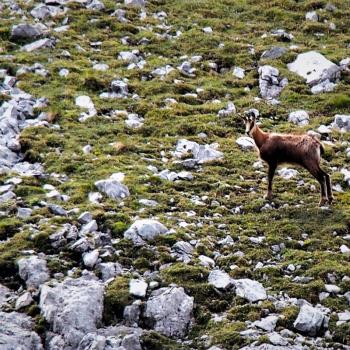 Am Hochschwab in der Hochsteiermark gehören Tierbeobachtung und Pflanzengenuss mit Garantie zum Wandern - (c) Jörg Bornmann