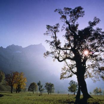 Ahornbäume am großen Ahornboden in der Silberregion Karwendel - (c) TVB Silberregion Karwendel