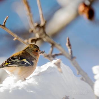 Winterbesucher - (c) Alexander Tschoegele