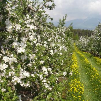 Apfelblüte, Apfel, Apfelhochplateau, Südtirol, Natz, Schnabs