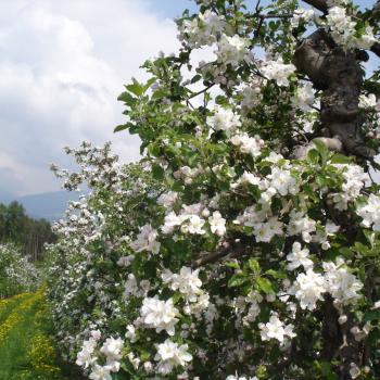 Apfelblüte, Apfel, Apfelhochplateau, Südtirol, Natz, Schnabs