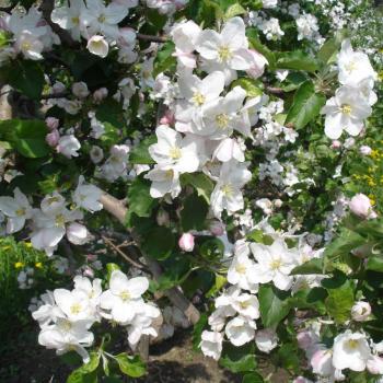 Apfelblüte, Apfel, Apfelhochplateau, Südtirol, Natz, Schnabs