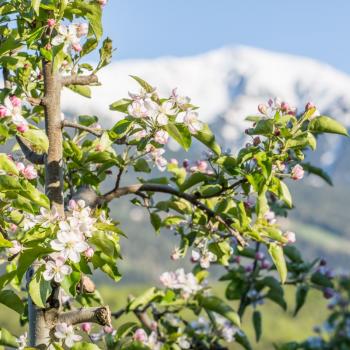 Apfelblüte, Apfel, Apfelhochplateau, Südtirol, Natz, Schnabs