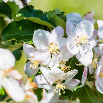 Apfelblüte, Apfel, Apfelhochplateau, Südtirol, Natz, Schnabs