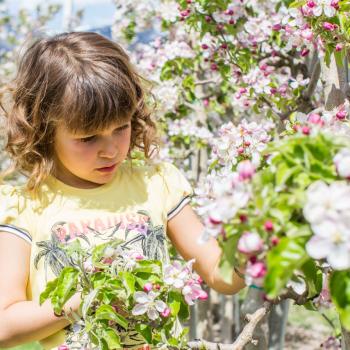 Apfelblüte, Apfel, Apfelhochplateau, Südtirol, Natz, Schnabs