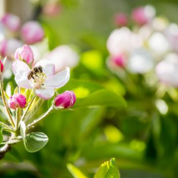 Apfelblüte, Apfel, Apfelhochplateau, Südtirol, Natz, Schnabs