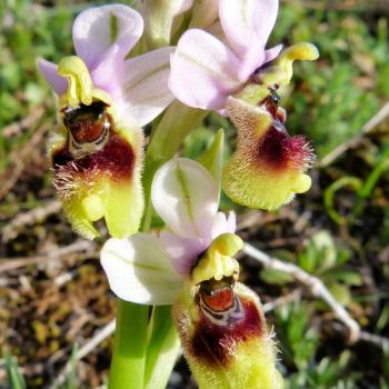 Mattinata, im apulischen Vorgebirge des Gargano, trägt den Beiname „Stadt der wild wachsenden Orchideen“ - (c) Jörg Bornmann