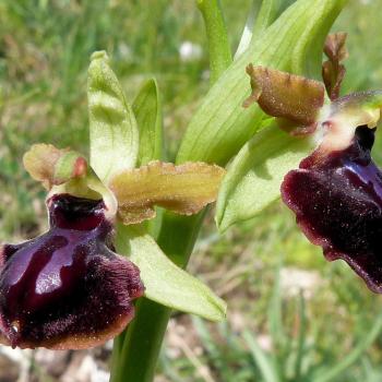 Mattinata, im apulischen Vorgebirge des Gargano, trägt den Beiname „Stadt der wild wachsenden Orchideen“ - (c) Jörg Bornmann