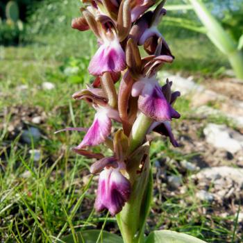 Mattinata, im apulischen Vorgebirge des Gargano, trägt den Beiname „Stadt der wild wachsenden Orchideen“ - (c) Jörg Bornmann