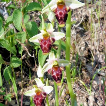 Mattinata, im apulischen Vorgebirge des Gargano, trägt den Beiname „Stadt der wild wachsenden Orchideen“ - (c) Jörg Bornmann