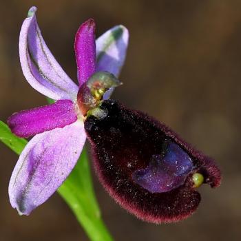 Mattinata, im apulischen Vorgebirge des Gargano, trägt den Beiname „Stadt der wild wachsenden Orchideen“ - (c) Jörg Bornmann