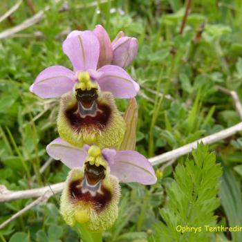 Mattinata, im apulischen Vorgebirge des Gargano, trägt den Beiname „Stadt der wild wachsenden Orchideen“ - (c) Jörg Bornmann