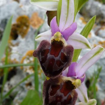 Mattinata, im apulischen Vorgebirge des Gargano, trägt den Beiname „Stadt der wild wachsenden Orchideen“ - (c) Jörg Bornmann