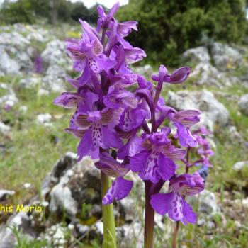 Mattinata, im apulischen Vorgebirge des Gargano, trägt den Beiname „Stadt der wild wachsenden Orchideen“ - (c) Jörg Bornmann