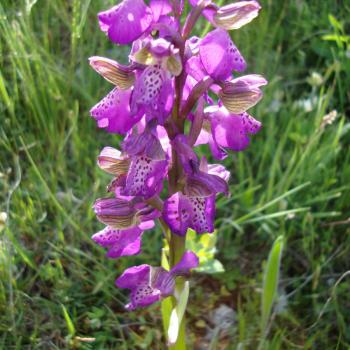 Mattinata, im apulischen Vorgebirge des Gargano, trägt den Beiname „Stadt der wild wachsenden Orchideen“ - (c) Jörg Bornmann