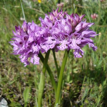 Mattinata, im apulischen Vorgebirge des Gargano, trägt den Beiname „Stadt der wild wachsenden Orchideen“ - (c) Jörg Bornmann