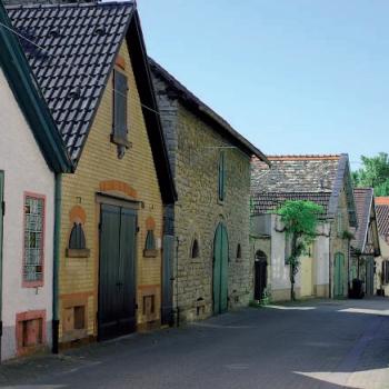 Auf dem Rheinhöhenweg von Guntersblum nach Dienheim, Weinberg bei Oppenheim