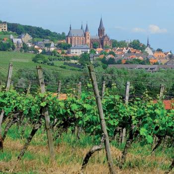 Auf dem Rheinhöhenweg von Guntersblum nach Dienheim, Weinberg bei Oppenheim