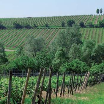 Auf dem Rheinhöhenweg von Guntersblum nach Dienheim, Weinberg bei Oppenheim