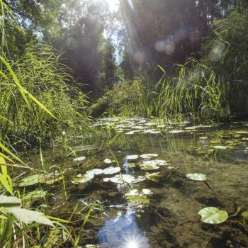 Grüner wandern im Schwäbischen Donautal – der flachste Premiumwanderweg weltweit führt durch den Donauwald