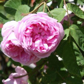 Tölzer Rosentage