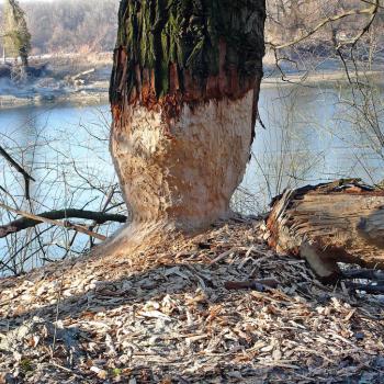 Biberbaum - Auf Spurensuche im Nationalpark Donau-Auen - (c) Manzano