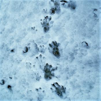 Biberfährte - Auf Spurensuche im Nationalpark Donau-Auen - (c) Baumgartner