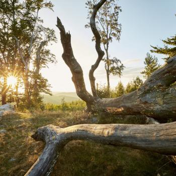 Biosphärenpark Wienerwald - Troppberg - (c) Wienerwald Tourismus GmbH, A. Lindenthal